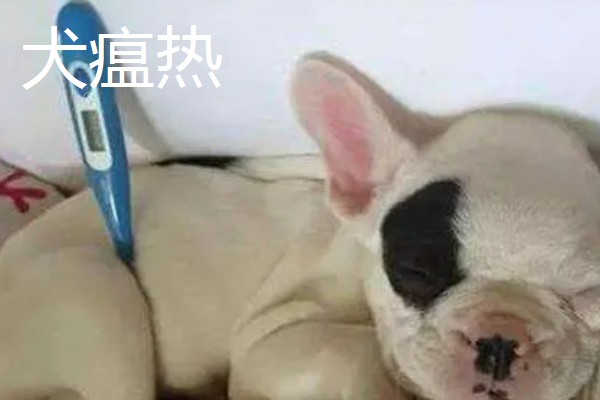 犬窝咳的区分方法,病犬具有突发性咳嗽、流鼻涕等症状