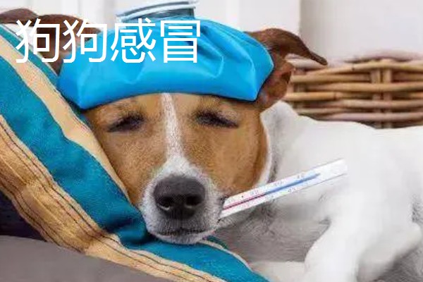 犬窝咳的区分方法,病犬具有突发性咳嗽、流鼻涕等症状