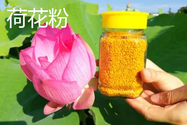 茶花粉的食用方法，适合用温开水冲服