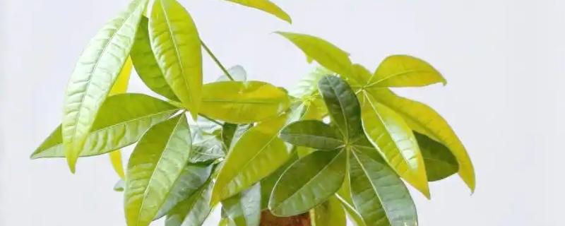 修剪发财树的方法，剪除病枝病叶并集中烧毁
