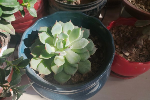 多肉掉色如何恢复最快，将其摆放到光线明亮处进行养护