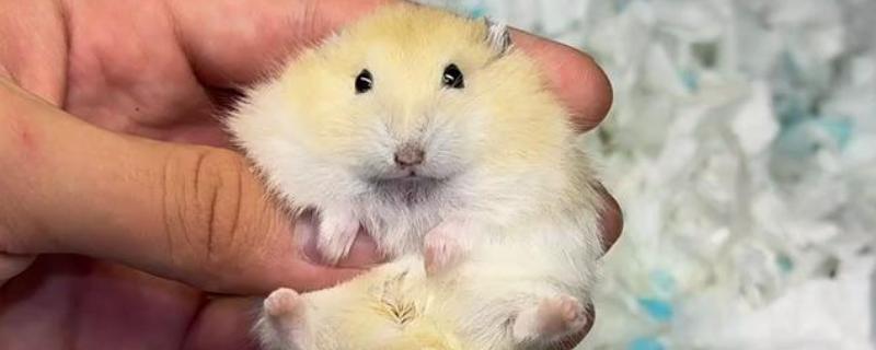布丁仓鼠咬人的原因，手上有食物的味道容易受到啃咬