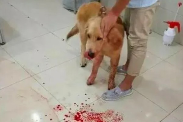 狗狗肠炎症状,主要症状是呕吐和腹泻