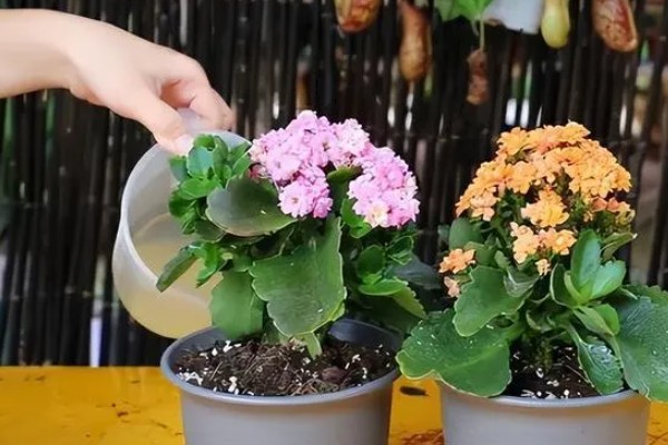 养殖长寿花的方法，每天保持5小时以上的光照