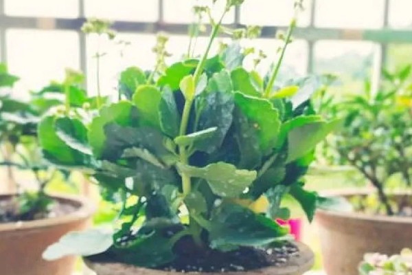养殖长寿花的方法，每天保持5小时以上的光照