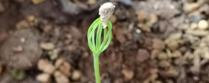 百合花珠芽的处理方式，它变成黑紫色的时候便可采摘