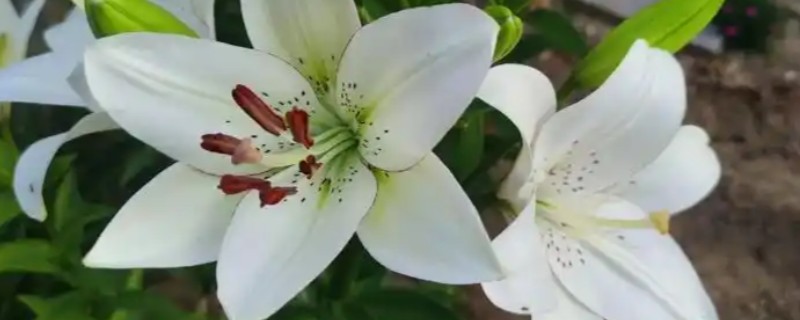夏天会开什么花，有百合花、美人蕉等