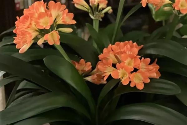 哪些君子兰不开花,没有不开花的品种
