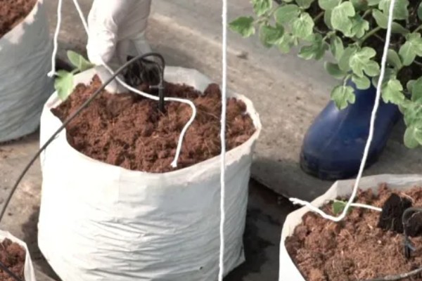 怎么培育椰子苗，土壤要保持微湿
