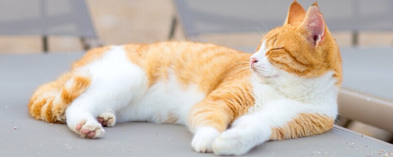 猫鼻支阶段性治疗方式，初阶段给猫咪轻松的环境