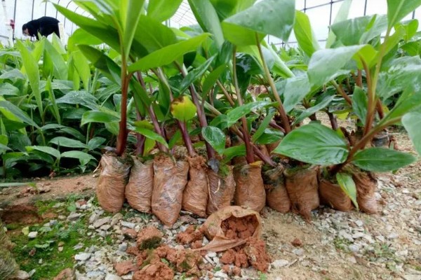 香蕉树的种植方法，播种后等幼苗长到20厘米再移栽
