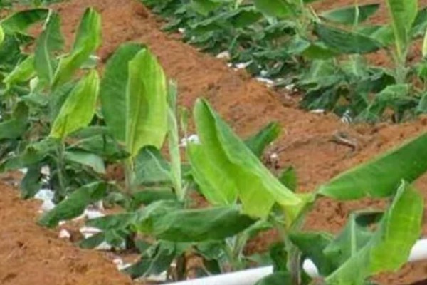香蕉树的种植方法，播种后等幼苗长到20厘米再移栽