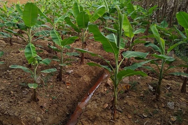 香蕉树的种植方法，播种后等幼苗长到20厘米再移栽