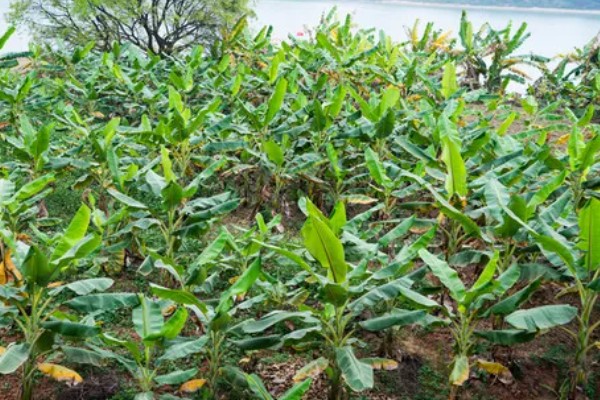香蕉树的种植方法，播种后等幼苗长到20厘米再移栽