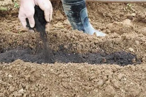 香蕉树的种植方法，播种后等幼苗长到20厘米再移栽