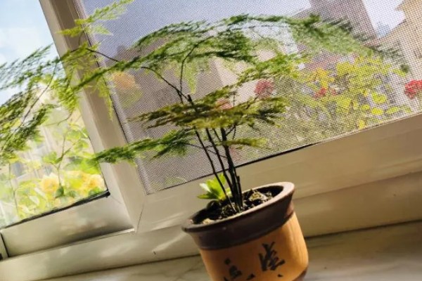 盆景文竹如何养殖，生长过程中需要充足的养分