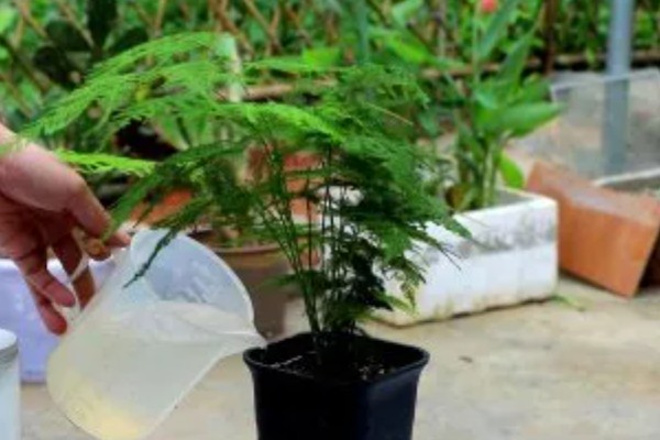 盆景文竹如何养殖，生长过程中需要充足的养分