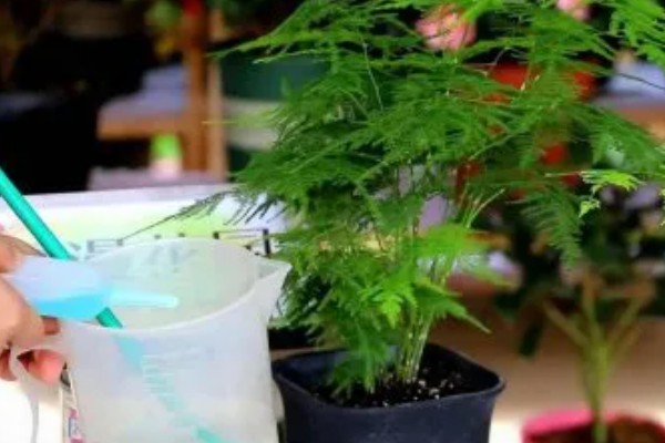 盆景文竹如何养殖，生长过程中需要充足的养分