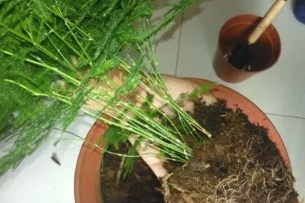 盆景文竹如何养殖，生长过程中需要充足的养分