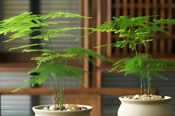 盆景文竹如何养殖，生长过程中需要充足的养分