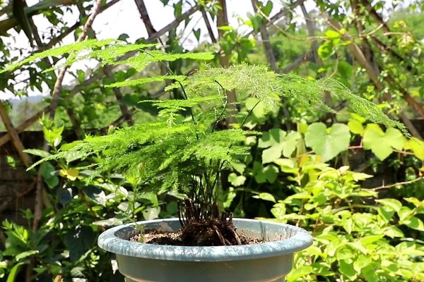 盆景文竹如何养殖，生长过程中需要充足的养分