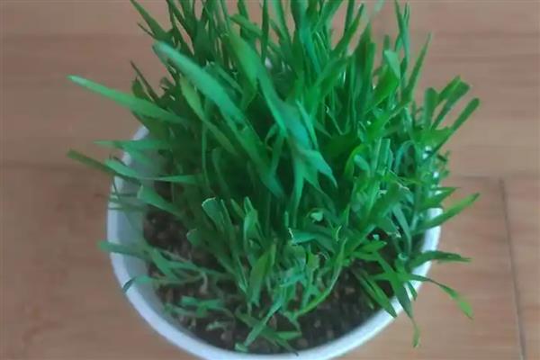 猫草是不是小麦苗，猫草包含小麦苗