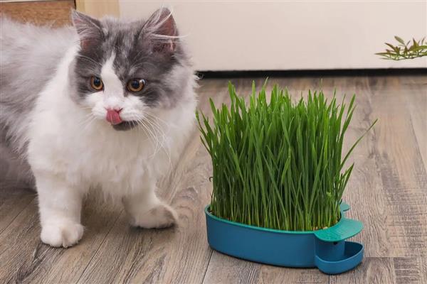 猫草是不是小麦苗，猫草包含小麦苗