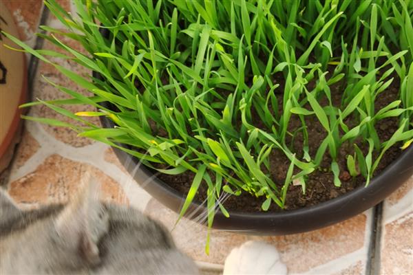 猫草是不是小麦苗，猫草包含小麦苗