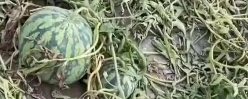 除草剂药害产生原因，可能是产品选用不当所致