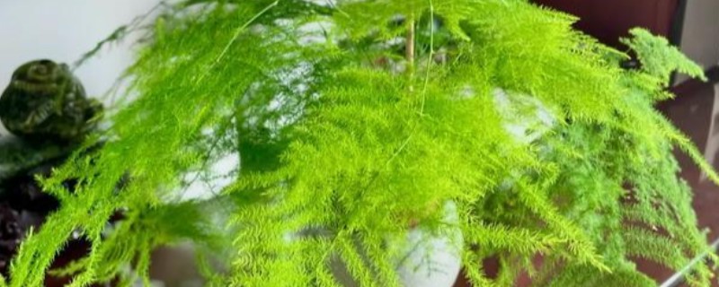 文竹干尖的原因，主要是光照过强、温度过高等因素所致