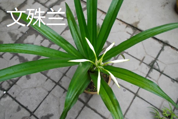 哪些盆栽花卉有毒,常见水仙花、秋海棠等品种