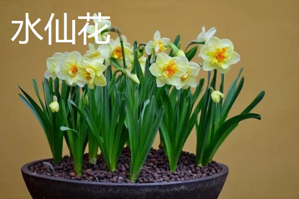 哪些盆栽花卉有毒,常见水仙花、秋海棠等品种