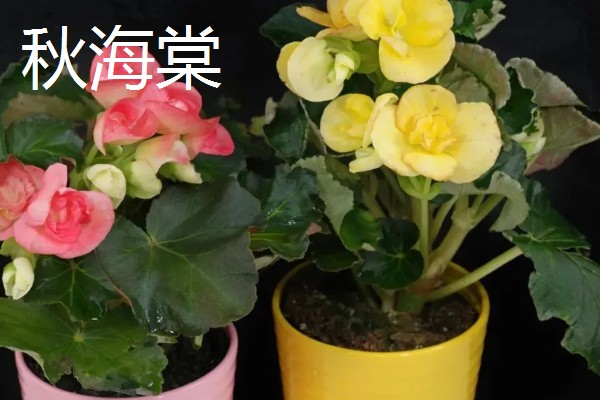 哪些盆栽花卉有毒,常见水仙花、秋海棠等品种
