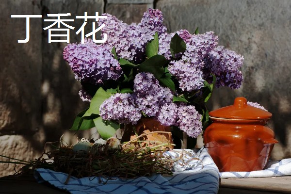 哪些盆栽花卉有毒,常见水仙花、秋海棠等品种