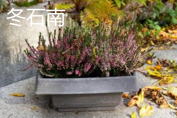 哪些盆栽花卉有毒,常见水仙花、秋海棠等品种