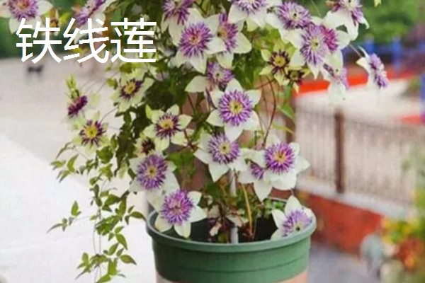 哪些盆栽花卉有毒,常见水仙花、秋海棠等品种