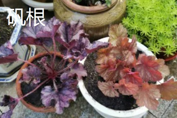哪些盆栽花卉有毒,常见水仙花、秋海棠等品种