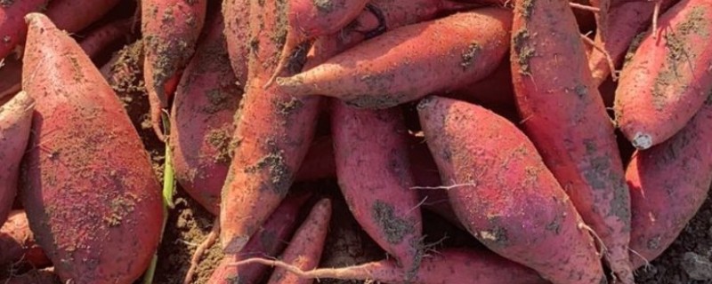 淀粉含量高的红薯品种，商薯19、湘辐1号等品种满足要求