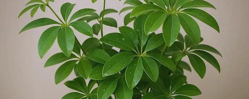 鸭掌木被冻伤如何处理，把室温保持在10-15℃