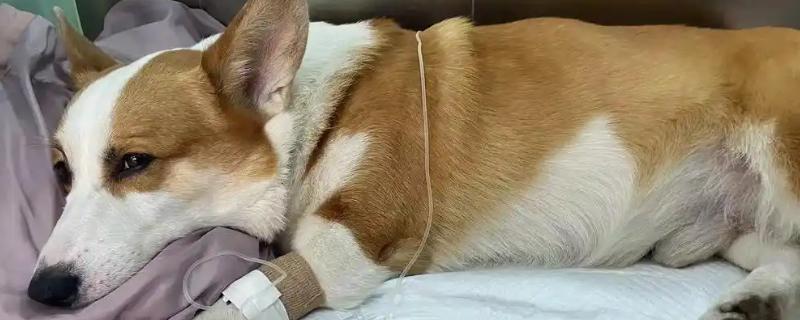 狗狗传染性肝炎的治疗方法，早期可使用高免血清