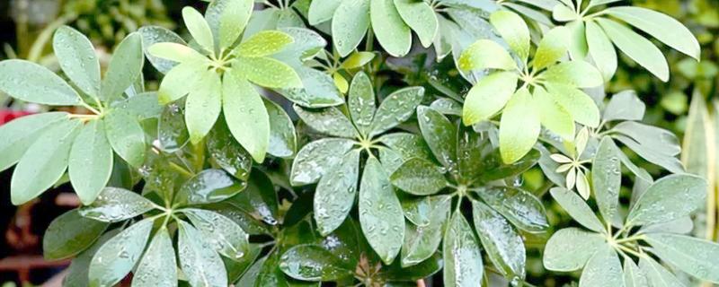 七叶莲的养殖方法，春秋季节每隔3-4天浇一次水
