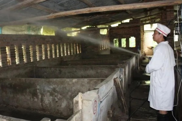 猪蓝耳病预防治疗方法，首先要减少传染源