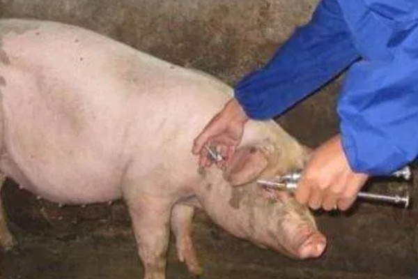 猪蓝耳病预防治疗方法，首先要减少传染源