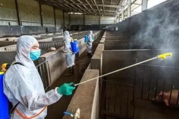 猪蓝耳病预防治疗方法，首先要减少传染源