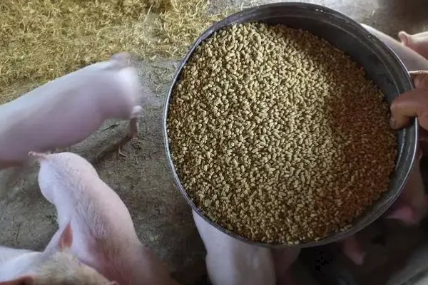 猪蓝耳病预防治疗方法，首先要减少传染源