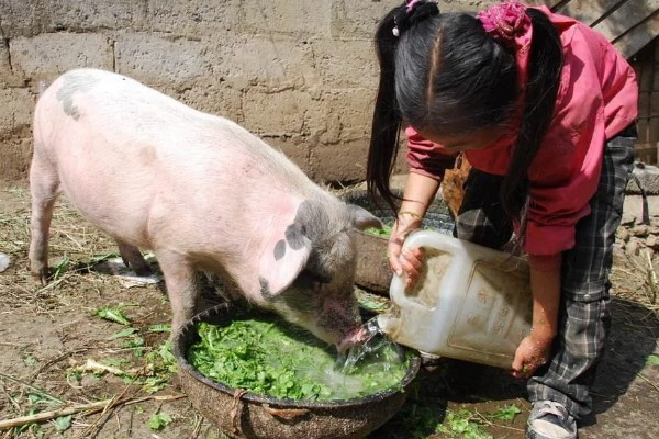 猪蓝耳病预防治疗方法，首先要减少传染源