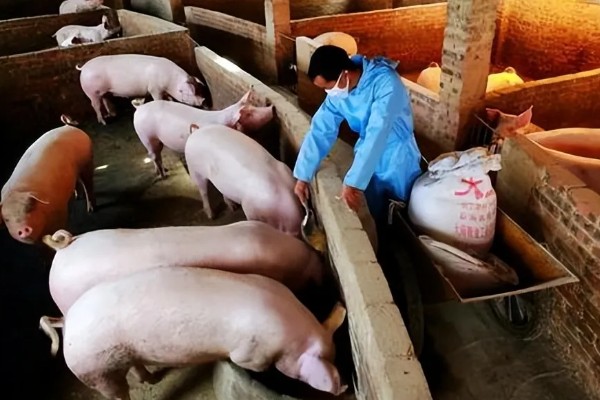 猪蓝耳病预防治疗方法，首先要减少传染源