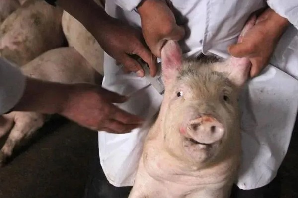 猪蓝耳病预防治疗方法，首先要减少传染源