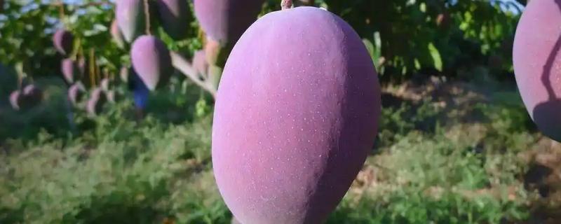 哪种芒果好吃，推荐贵妃芒、苹果芒等