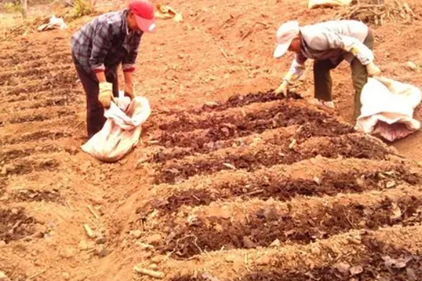 魔芋的种植技术，适合生长在较为温暖的环境中